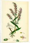 Bartsia Odontites Red Bartsia by Anonymous