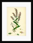 Bartsia Odontites Red Bartsia by Anonymous