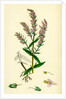 Bartsia Odontites Red Bartsia by Anonymous