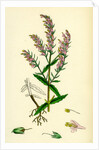 Bartsia Odontites Red Bartsia by Anonymous