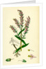 Bartsia Odontites Red Bartsia by Anonymous