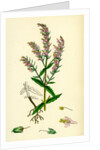 Bartsia Odontites Red Bartsia by Anonymous