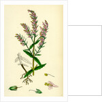 Bartsia Odontites Red Bartsia by Anonymous