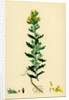 Bartsia Viscosa Yellow Bartsia by Anonymous