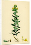 Bartsia Viscosa Yellow Bartsia by Anonymous