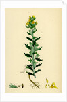 Bartsia Viscosa Yellow Bartsia by Anonymous