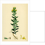 Bartsia Viscosa Yellow Bartsia by Anonymous