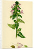 Pedicularis Palustris Upright Lousewort by Anonymous