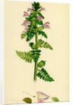 Pedicularis Palustris Upright Lousewort by Anonymous