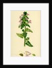 Pedicularis Palustris Upright Lousewort by Anonymous