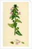 Pedicularis Palustris Upright Lousewort by Anonymous