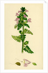 Pedicularis Palustris Upright Lousewort by Anonymous