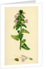 Pedicularis Palustris Upright Lousewort by Anonymous