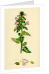 Pedicularis Palustris Upright Lousewort by Anonymous