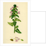 Pedicularis Palustris Upright Lousewort by Anonymous