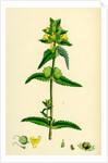 Rhinanthus Minor Common Yellow-Rattle by Anonymous