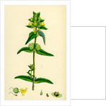 Rhinanthus Minor Common Yellow-Rattle by Anonymous