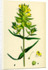 Rhinanthus Major Greater Yellow-Rattle by Anonymous