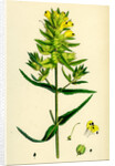 Rhinanthus Major Greater Yellow-Rattle by Anonymous