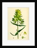 Rhinanthus Major Greater Yellow-Rattle by Anonymous