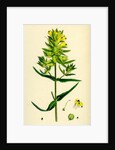 Rhinanthus Major Greater Yellow-Rattle by Anonymous