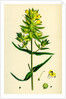 Rhinanthus Major Greater Yellow-Rattle by Anonymous