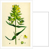 Rhinanthus Major Greater Yellow-Rattle by Anonymous