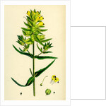 Rhinanthus Major Greater Yellow-Rattle by Anonymous