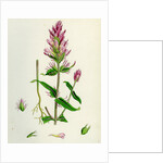 Melampyrum Arvense Field Cow-Wheat by Anonymous