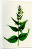 Melampyrum Pratense Var. Latifolium Common Cow-Wheat Var. A. by Anonymous