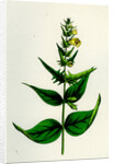 Melampyrum Pratense Var. Latifolium Common Cow-Wheat Var. A. by Anonymous