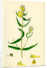 Melampyrum Pratense Var. Vulgare Common Cow-Wheat Var. B. by Anonymous