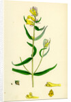 Melampyrum Pratense Var. Vulgare Common Cow-Wheat Var. B. by Anonymous