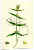 Melampyrum Sylvaticum Wood Cow-Wheat by Anonymous
