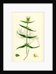 Melampyrum Sylvaticum Wood Cow-Wheat by Anonymous