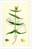 Melampyrum Sylvaticum Wood Cow-Wheat by Anonymous