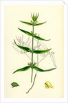 Melampyrum Sylvaticum Wood Cow-Wheat by Anonymous