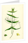 Melampyrum Sylvaticum Wood Cow-Wheat by Anonymous