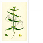 Melampyrum Sylvaticum Wood Cow-Wheat by Anonymous