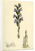 Orobanche Caerulea Purple Broom-Rape by Anonymous