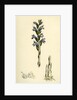 Orobanche Caerulea Purple Broom-Rape by Anonymous