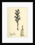 Orobanche Caerulea Purple Broom-Rape by Anonymous