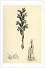Orobanche Caerulea Purple Broom-Rape by Anonymous