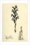 Orobanche Caerulea Purple Broom-Rape by Anonymous