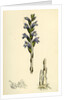 Orobanche Caerulea Purple Broom-Rape by Anonymous