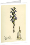 Orobanche Caerulea Purple Broom-Rape by Anonymous