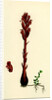 Orobanche Rubra Red Broom-Rape by Anonymous