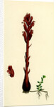 Orobanche Rubra Red Broom-Rape by Anonymous