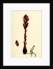 Orobanche Rubra Red Broom-Rape by Anonymous
