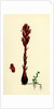 Orobanche Rubra Red Broom-Rape by Anonymous
